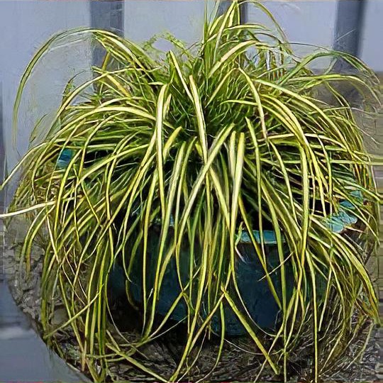 Carex oshimensis 'Eversheen'