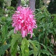 Justicia carnea (01/03/2015)  added by Shoot)