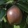 Pyrus communis 'Black Worcester' (03/03/2015)  added by Shoot)