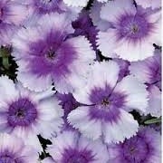 Dianthus 'Corona Blueberry Magic'  (01/03/2015)  added by Shoot)