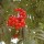 Sorbus aucuparia 'Fingerprint' (01/03/2015)  added by Shoot)