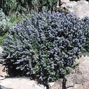 Salvia rosmarinus 'Blue Lagoon'