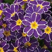 Primula 'Purple Lace Emmy' (01/03/2015)  added by Shoot)