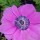Anemone coronaria 'Harmony Orchid' (01/03/2015)  added by Shoot)