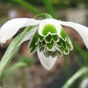 Galanthus 'Hippolyta' (01/03/2015)  added by Shoot)