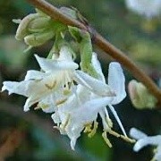 Lonicera standishii (01/03/2015)  added by Shoot)
