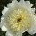 Paeonia lactiflora 'Hakodate' (01/03/2015)  added by Shoot)