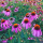 Echinacea purpurea (Coneflower) Added by Nicola