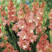 Gladiolus 'Frizzled Coral Lace'