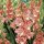 Gladiolus 'Frizzled Coral Lace' (03/03/2015)  added by Shoot)