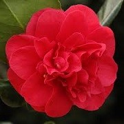 Camellia japonica 'Curly Lady' (03/03/2015)  added by Shoot)