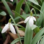 Galanthus 'Dionysus' (03/03/2015)  added by Shoot)