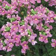 Nemesia 'Aromatica Rose Pink' (11/03/2015)  added by Shoot)