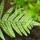 Polypodium interjectum (29/05/2015)  added by Shoot)