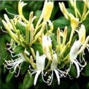 Lonicera periclymenum 'Heaven Scent'  (29/05/2015)  added by Shoot)