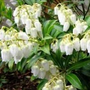 Pieris japonica 'White Pearl' (29/05/2015)  added by Shoot)