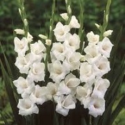 Gladiolus 'White Friendship'
