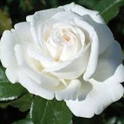 Rosa 'White Perfumella'