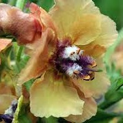 Verbascum (Cotswold Group) 'Royal Highland' 