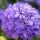 Scabiosa 'Vivid Violet' (31/05/2015)  added by Shoot)