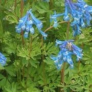 Corydalis 'Blue Line' (07/06/2015)  added by Shoot)