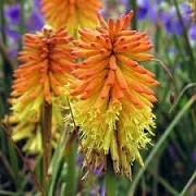 Kniphofia 'Ember Glow'  (12/04/2015)  added by Shoot)