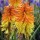 Kniphofia 'Ember Glow'  (12/04/2015)  added by Shoot)