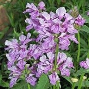Stachys macrantha 'Rosea' (12/04/2015)  added by Shoot)