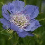 Scabiosa caucasica 'Goldingensis' (12/04/2015)  added by Shoot)