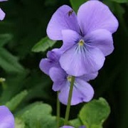 Viola 'Eastgrove Blue Scented'