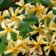 Trachelospermum jasminoides 'Star of Toscana'
