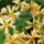 Trachelospermum jasminoides 'Star of Toscana' (31/05/2015)  added by Shoot)