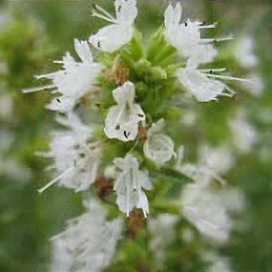 Hyssopus officinalis f. albus