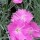 Dianthus gratianopolitanus (31/05/2015)  added by Shoot)