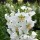 Verbascum phoeniceum 'Flush of White' (23/04/2015)  added by Shoot)