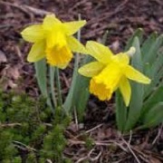 Narcissus minor 'Little Gem'