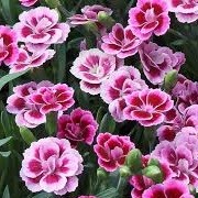 Dianthus 'Pink Kisses' (31/05/2015)  added by Shoot)