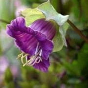 Cobaea scandens (29/04/2015)  added by Shoot)