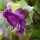 Cobaea scandens (29/04/2015)  added by Shoot)