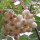 Sorbus cashmiriana (Himalayan Rowan) (06/10/2012) Added by Judi Samuels Garden Design