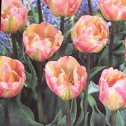 Tulipa 'Peaches and Cream'