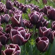 Tulipa 'Jackpot'