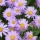 Aster x frikartii 'Flora's Delight' (02/06/2015)  added by Shoot)