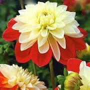 Dahlia 'Moulin Rouge' (02/06/2015)  added by Shoot)