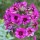 Primula japonica 'Carminea' (03/06/2015)  added by Shoot)