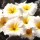  (31/05/2017) Primula japonica 'Dunbeg' (Kennedy Irish Series) added by Shoot)