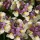 Nemesia 'Sweet Lady' (Fragrant Lady Series) (03/06/2015)  added by Shoot)