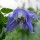 Clematis 'Maria Basescu' (07/06/2015)  added by Shoot)
