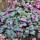 Cyclamen hederifolium (02/12/2016) Cyclamen hederifolium added by Shoot)