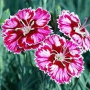 Dianthus 'Supernova' (07/06/2015)  added by Shoot)